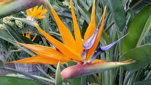 Close-up of flower blooming outdoors