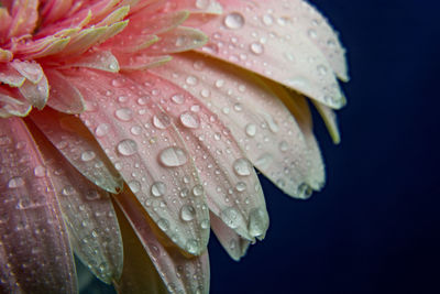 Close-up of water drops on leaf