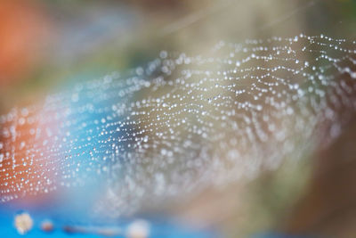 Close-up of water drops on spider web