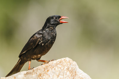 Close-up of bird perching on wood