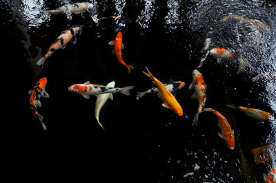 View of koi carps swimming in lake