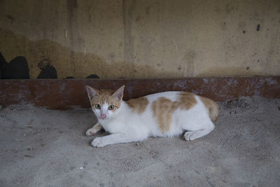 Close-up of cat