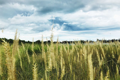 View of stalks in field against cloudy sky