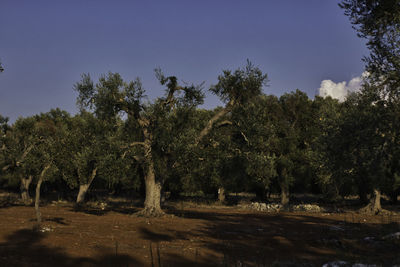 Trees on field against sky