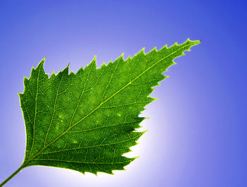 Green leaf on blue background