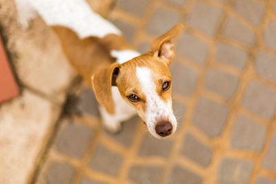 High angle portrait of dog standing on footpath