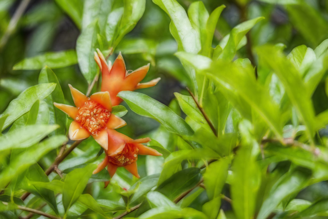 CLOSE-UP OF ORANGE FLOWER PLANT