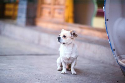 Dog sitting on footpath