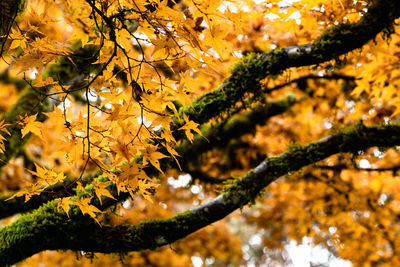 Low angle view of tree