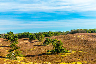 Heather landscape in the dutch countryside with trees on field against sky, trees in the background