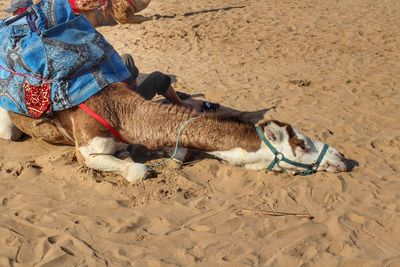 High angle view of animal lying on sand