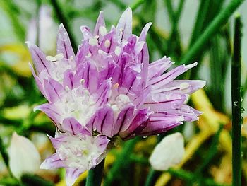 Close-up of pink flower