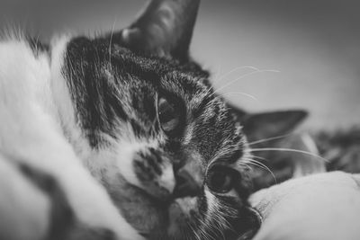 Close-up of a cat