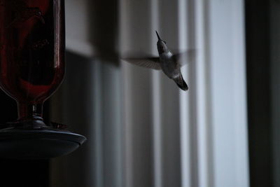 Close-up of bird flying