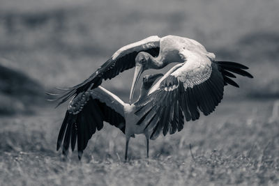 Bird flying over field