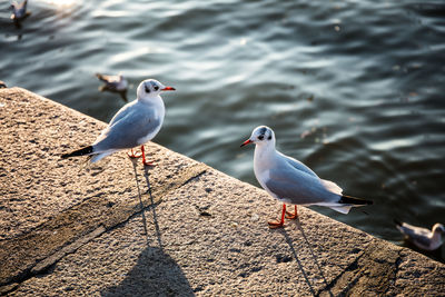 High angle view of seagulls perching on a water