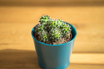 Close-up of succulent plant in pot