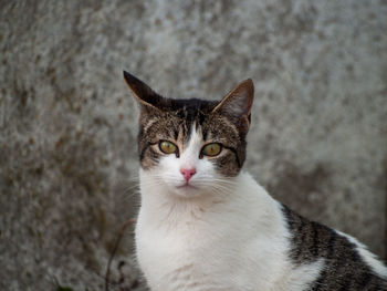 Portrait of cat sitting