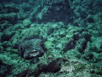 Close-up of turtle swimming in water