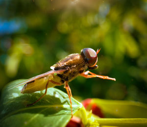 Close-up of insect on leaf