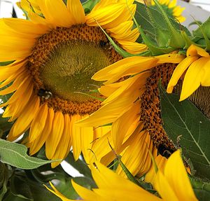 Close-up of sunflower