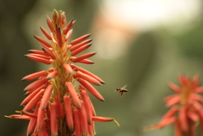 Close-up of red flower and a bee