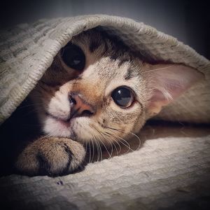 Close-up portrait of a cat