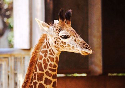 Giraffe at zoo