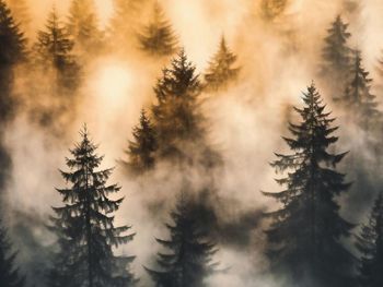 Low angle view of pine trees against sky during sunset