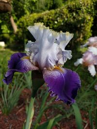 Close-up of purple flower blooming