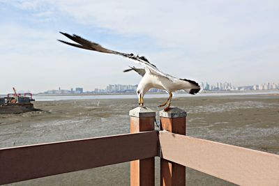 Seagull flying over sea against sky