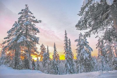 Pine trees on snow covered land against sky