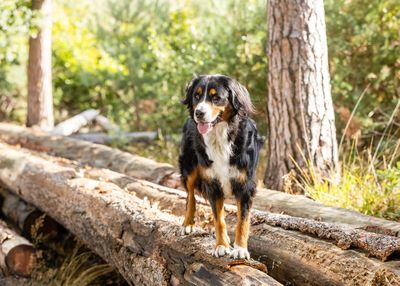 Dog standing on rock