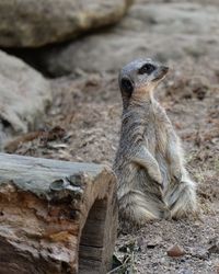 Close-up of giraffe standing on sand