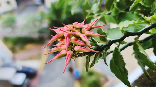 Close-up of pink flowering plant