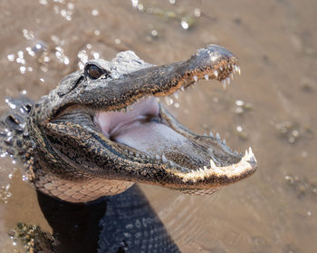 American alligator swimming in the rivers of the louisiana bayou gets a close up head shot