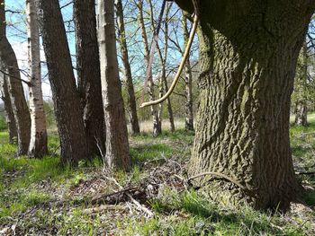 Trees in forest