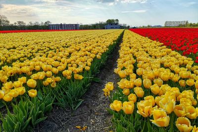 Yellow tulips in field