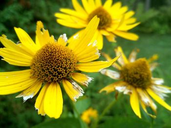 Close-up of yellow flower blooming outdoors