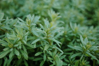 Close-up of fresh green leaves in field