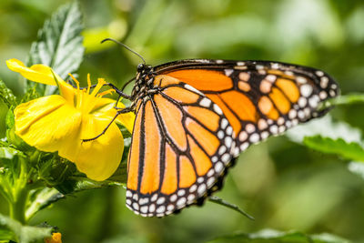 Close-up of butterfly on yellow flower