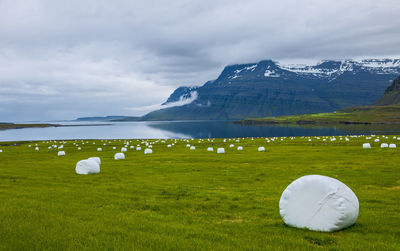 Hey rolls on a field in the eastern fjords of iceland