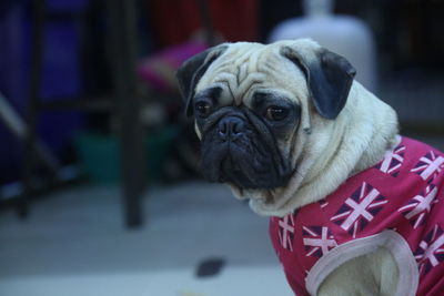 Close-up of a dog