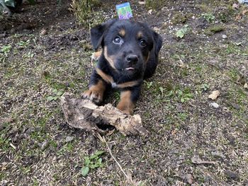 High angle view of dog on field