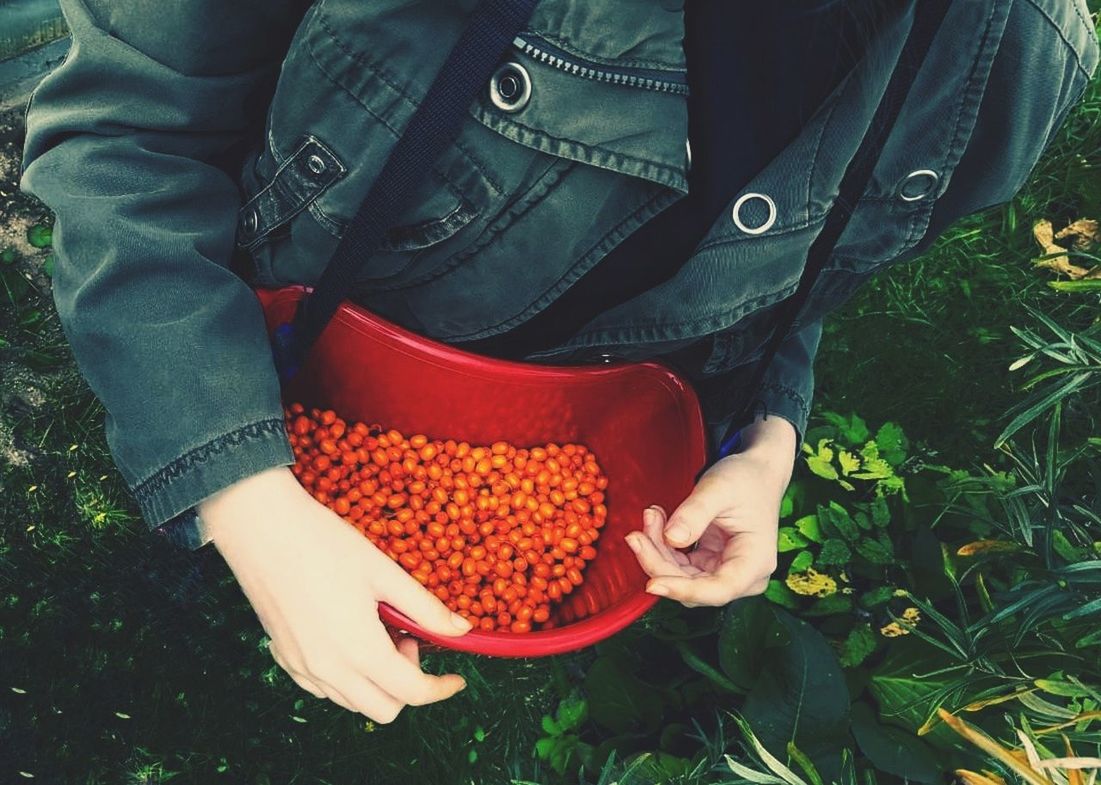 real people, one person, holding, food and drink, midsection, fruit, plant, day, food, red, healthy eating, casual clothing, human hand, front view, nature, high angle view, freshness, hand, land, outdoors