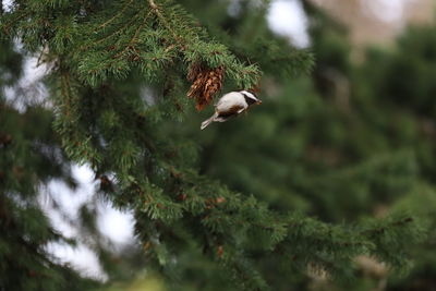 Low angle view of bird flying over tree
