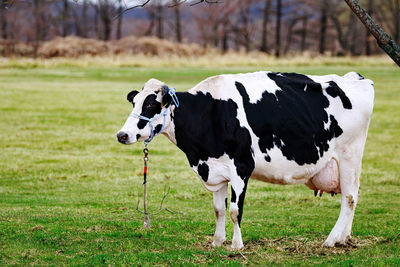 Cows on field