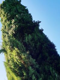 Low angle view of tree branches against clear blue sky