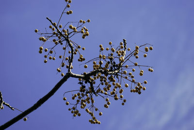 Low angle view of flower tree against clear blue sky