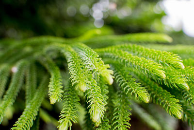 Close-up of fern growing on tree